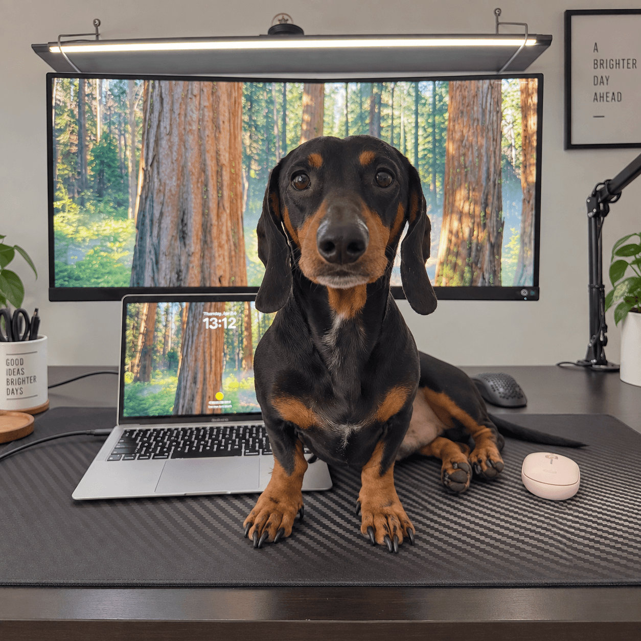 My dog, creative partner